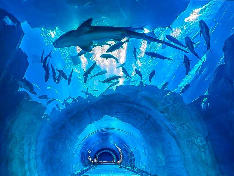 Diverse Aquatic Life