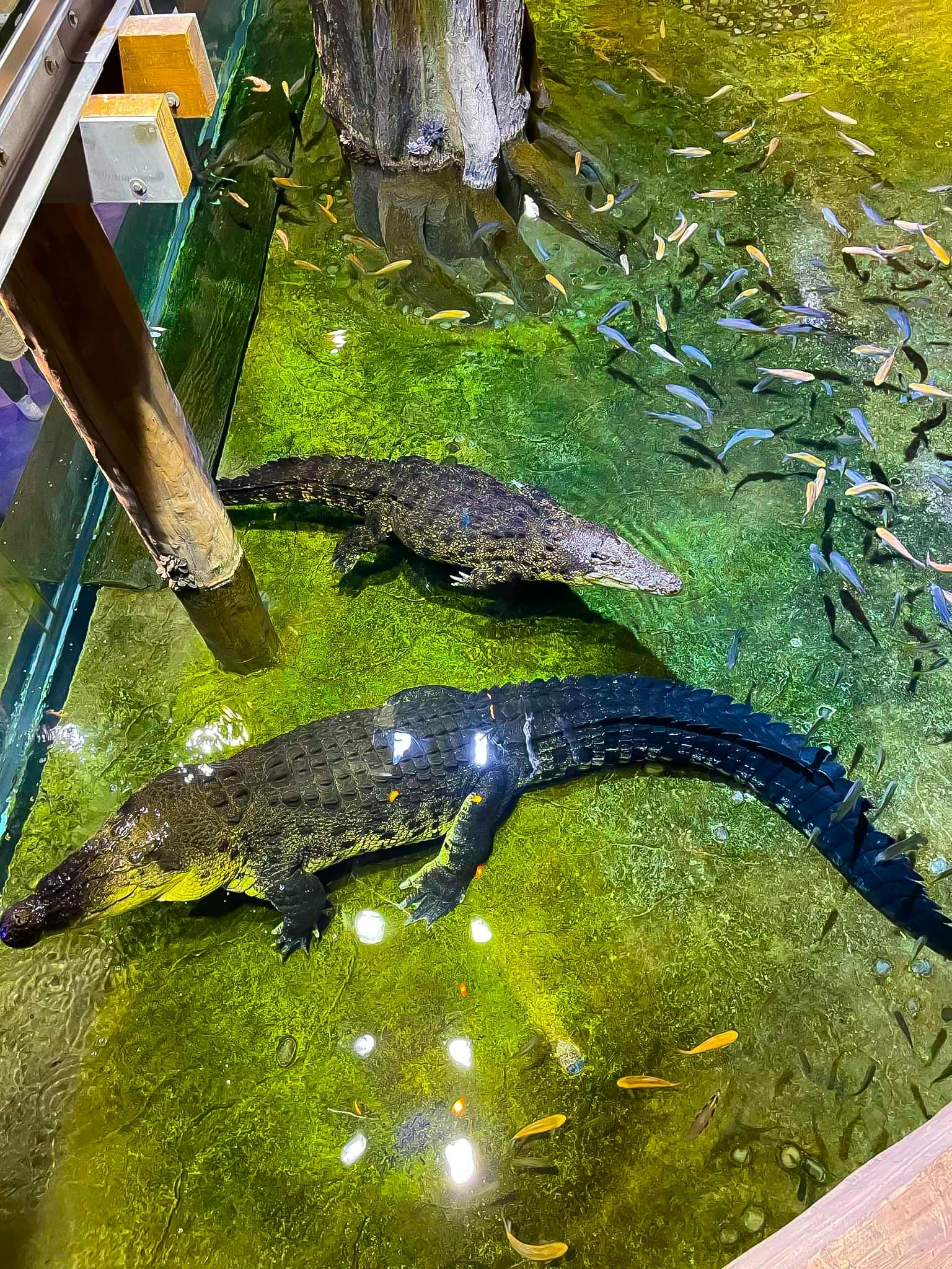King Croc at Dubai Aquarium & Underwater Zoo<