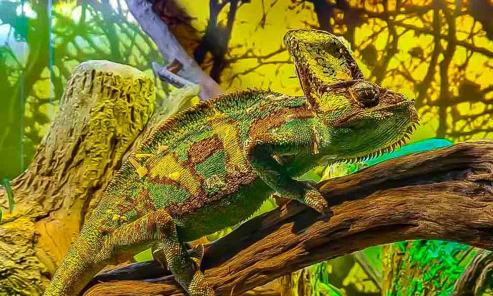 Meet Rainforest Friends