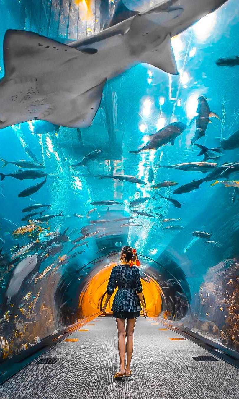 Walk with Sharks and Rays